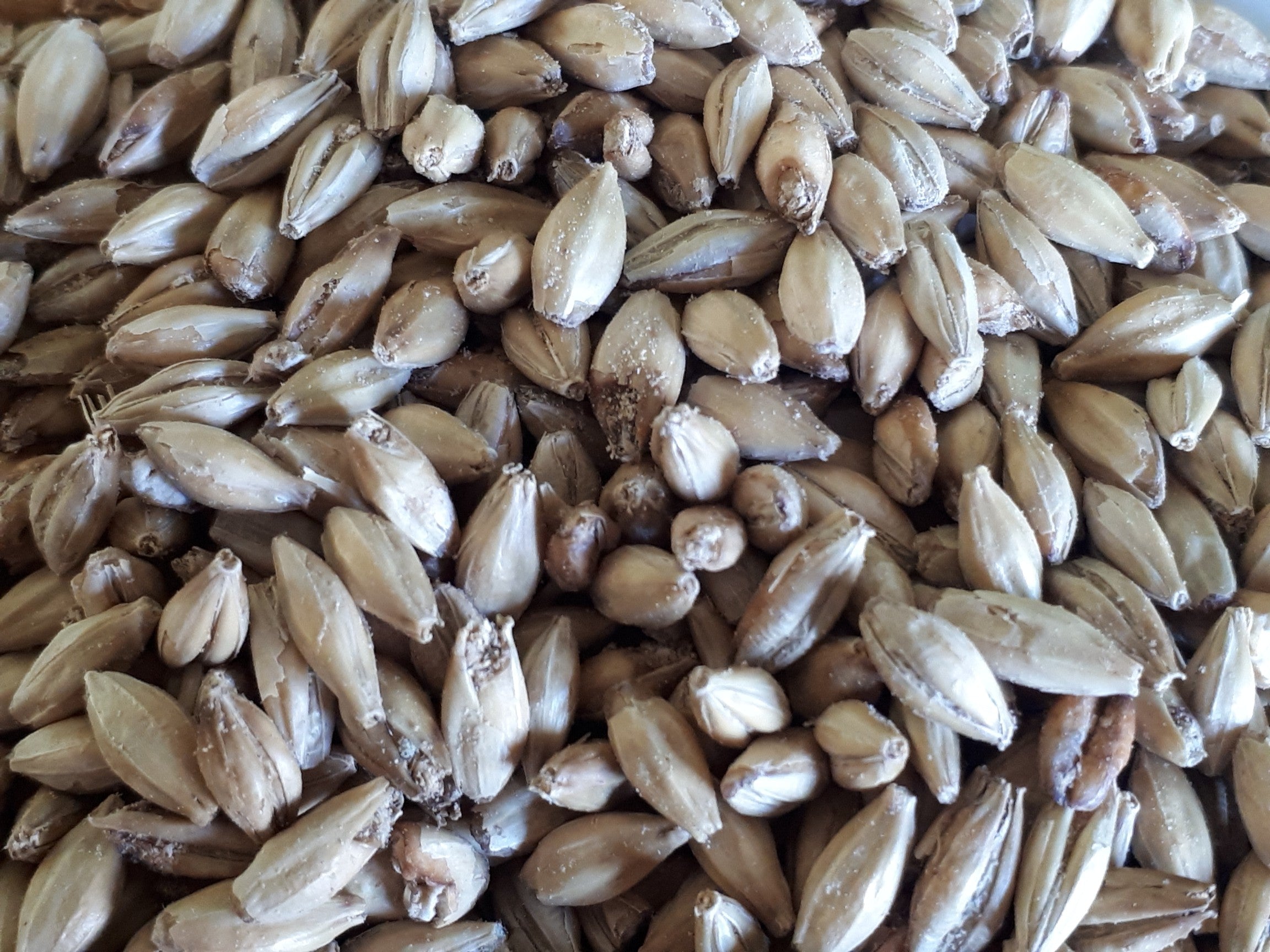 Malted Barley Seeds