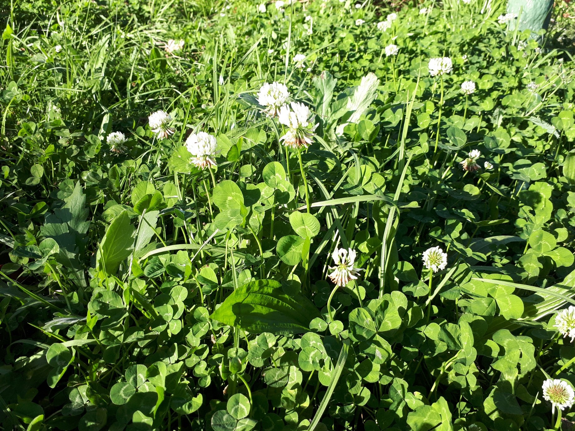 White Clover Seeds